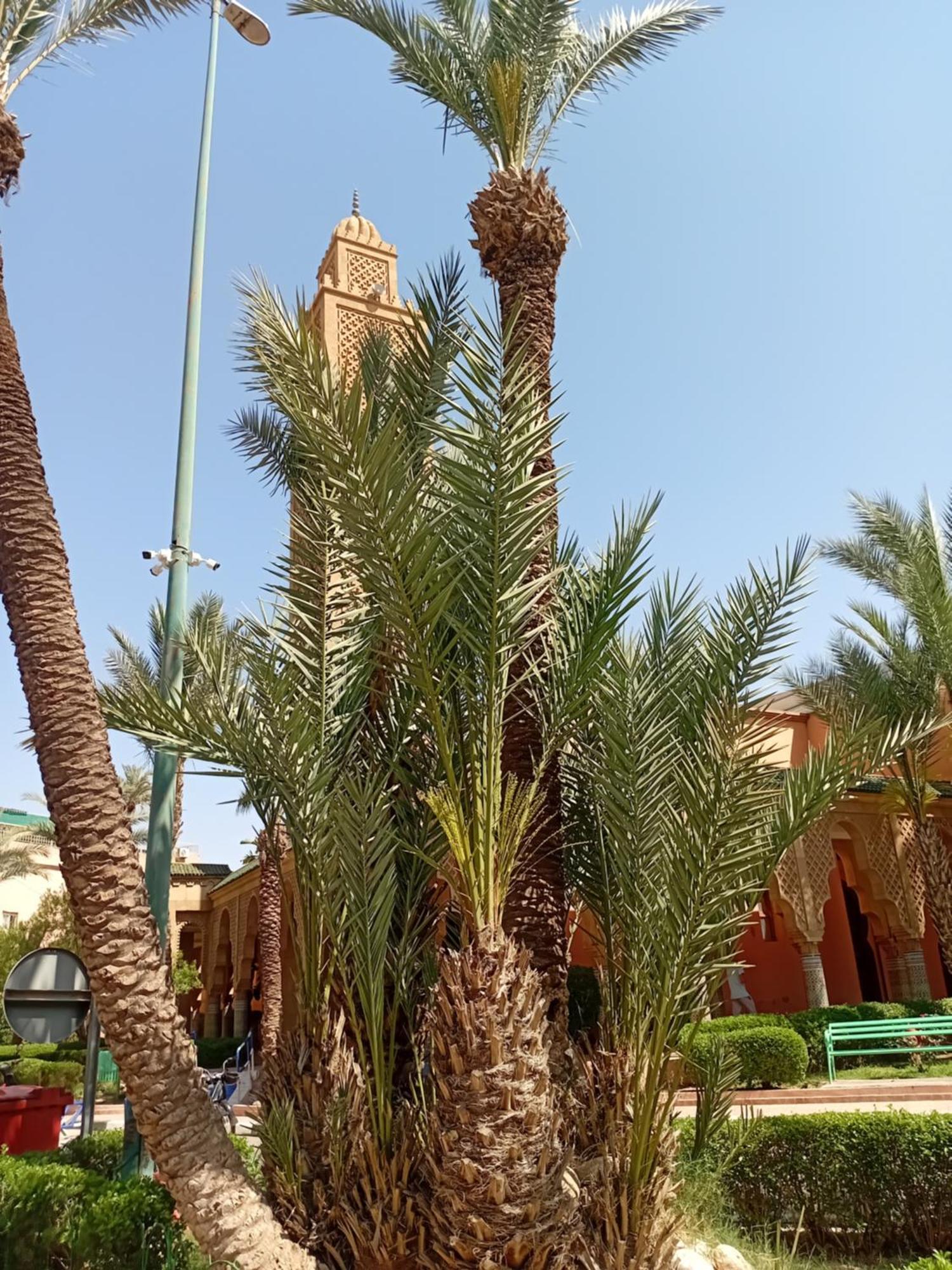Riad Le Shams Marrakesh Exterior foto